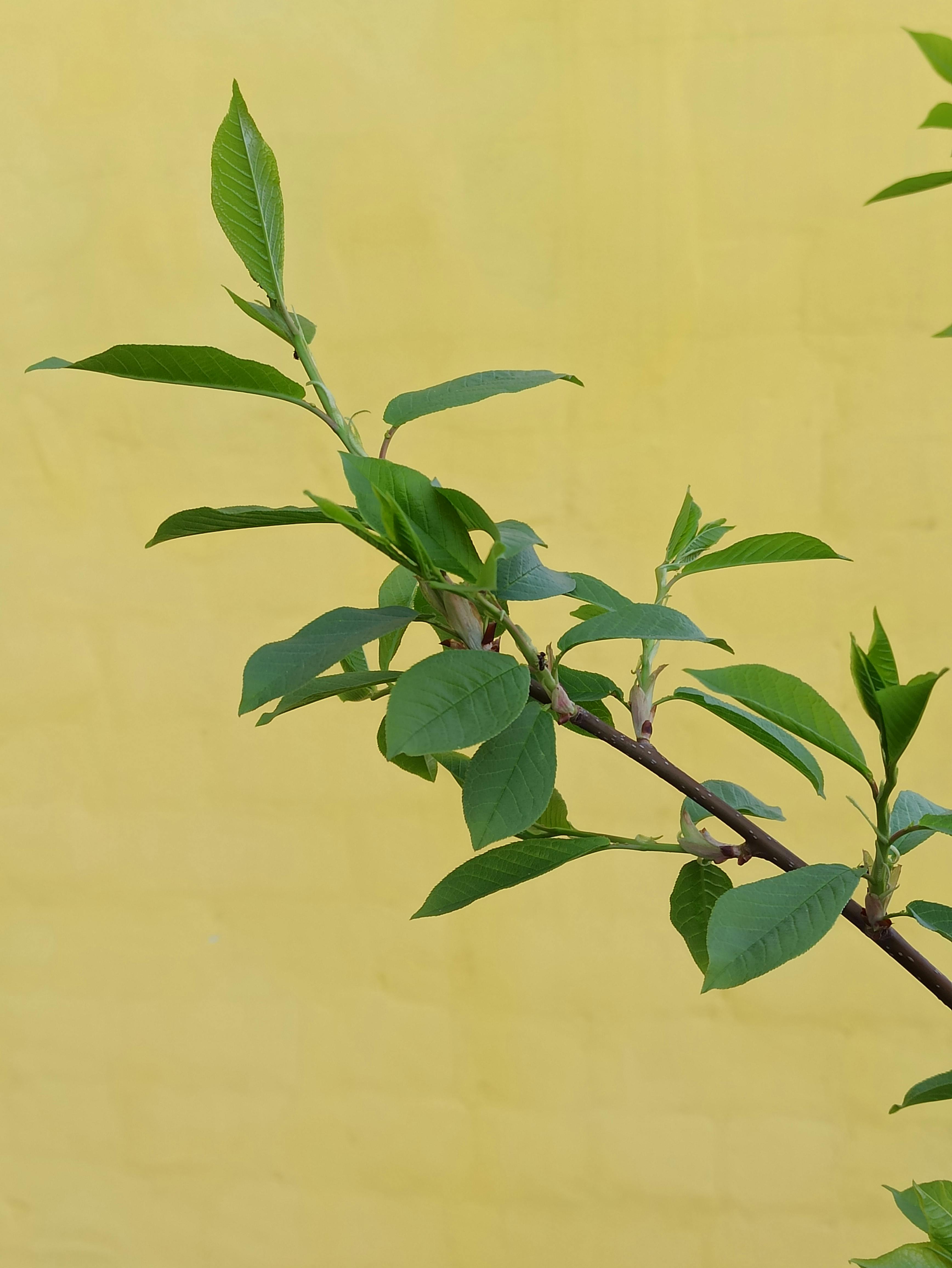 A detailed view of a green branch against a vibrant yellow background.