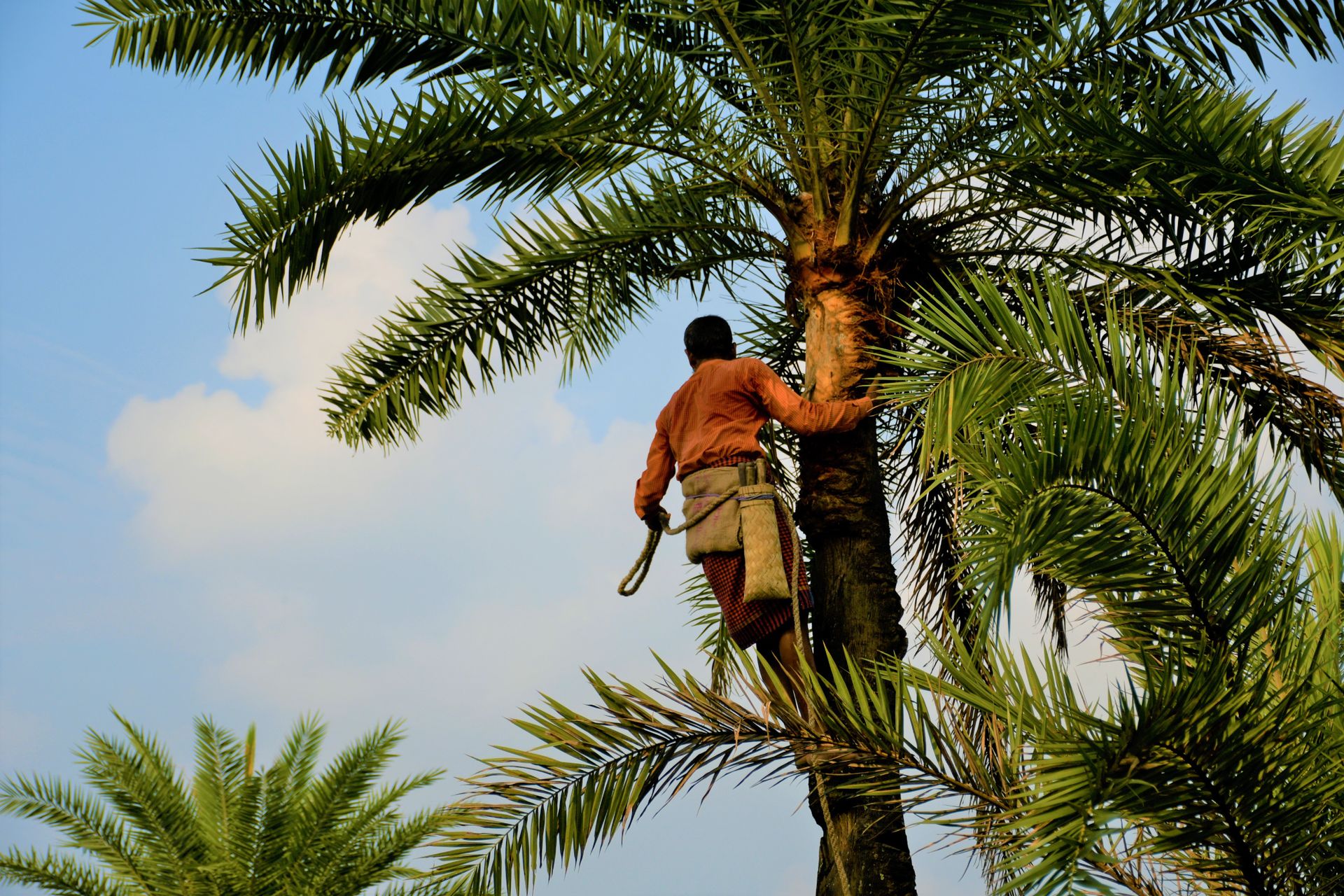 A man harvesting dates by climbing a palm tree under a clear blue sky in a tropical setting.