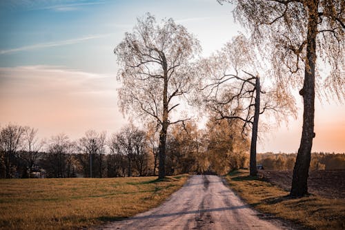 Trees around Dirt Road at Sunset