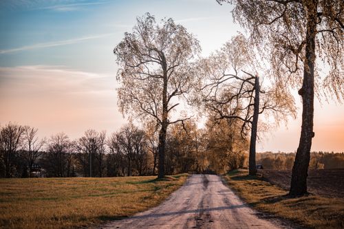 Free A serene rural scene with a dirt road flanked by trees at sunset, capturing the essence of countryside tranquility. Stock Photo