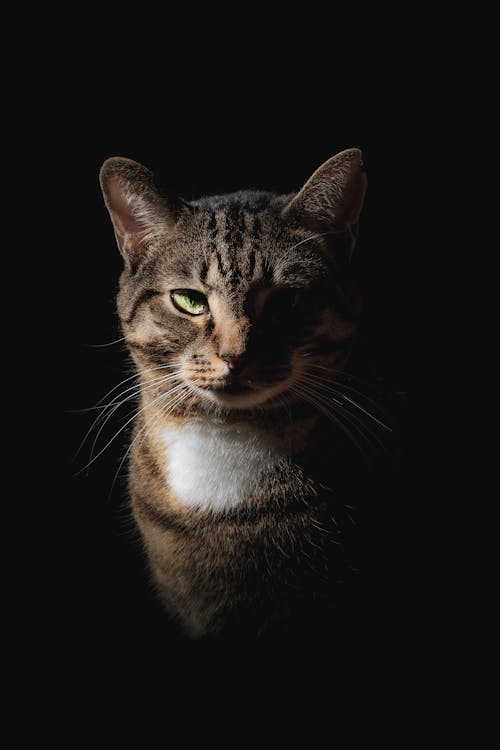 Darmowe zdjęcie z galerii z czarne tło, fotografia zwierzęcia, kot