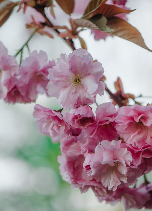 Pink Cherry Blossoms