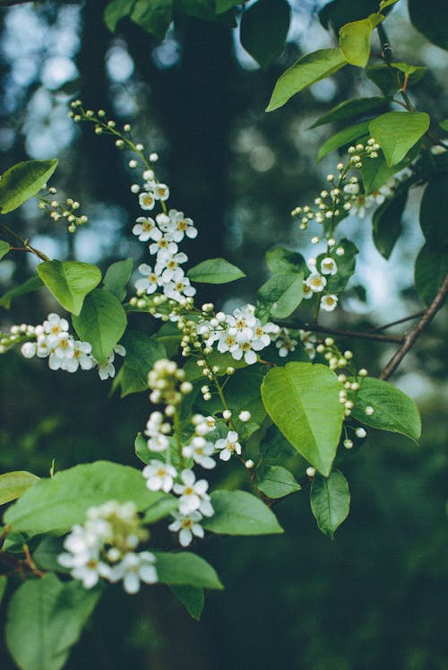 Blossoms and Green Leaves