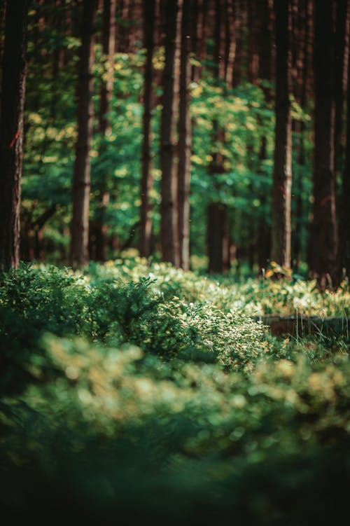 Gratis stockfoto met bomen, fabrieken, groen