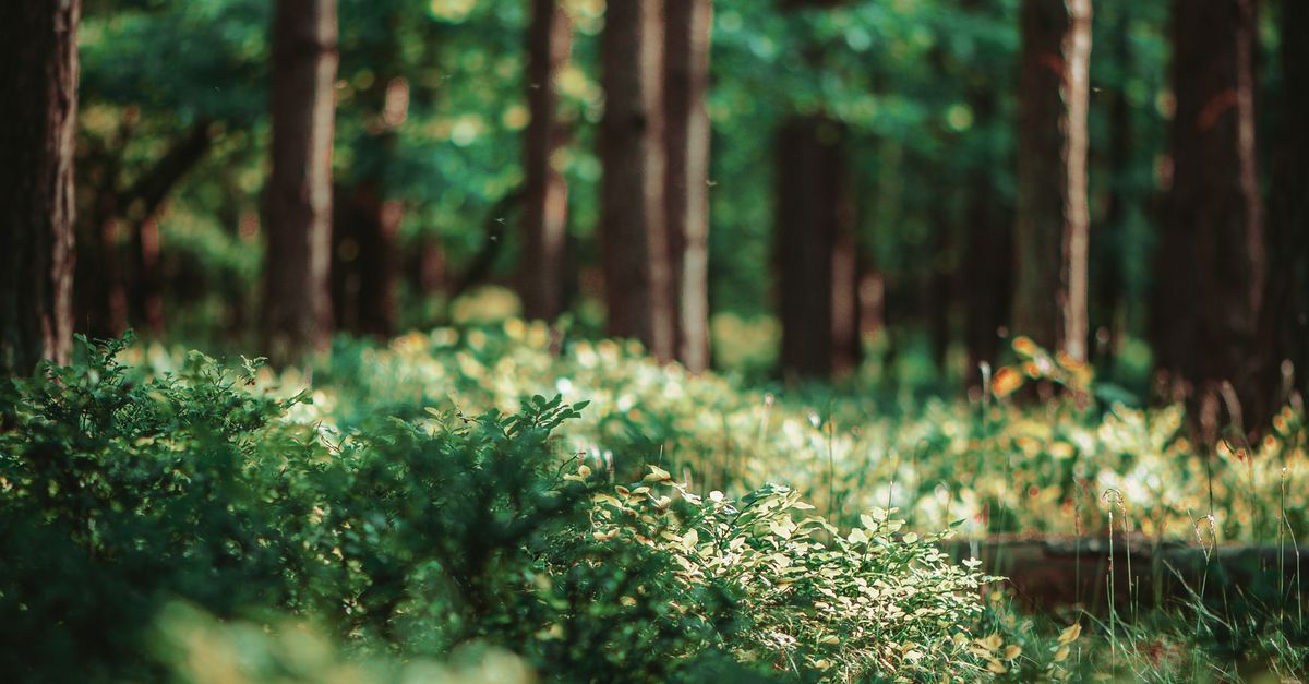 Bushes In Forest Green Bushes in Forest · Free Stock Photo