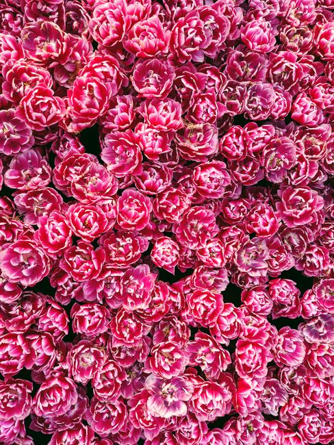 Vivid pink tulips in full bloom captured from above, showcasing nature's beauty during spring in Istanbul.