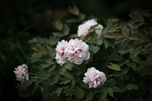 Close-up of Peonies on the Shrub 