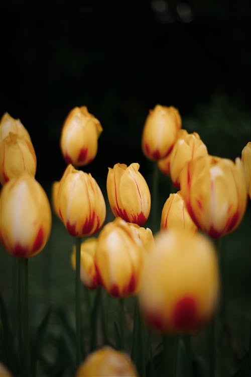 Foto stok gratis bidang, botani, bunga tulip