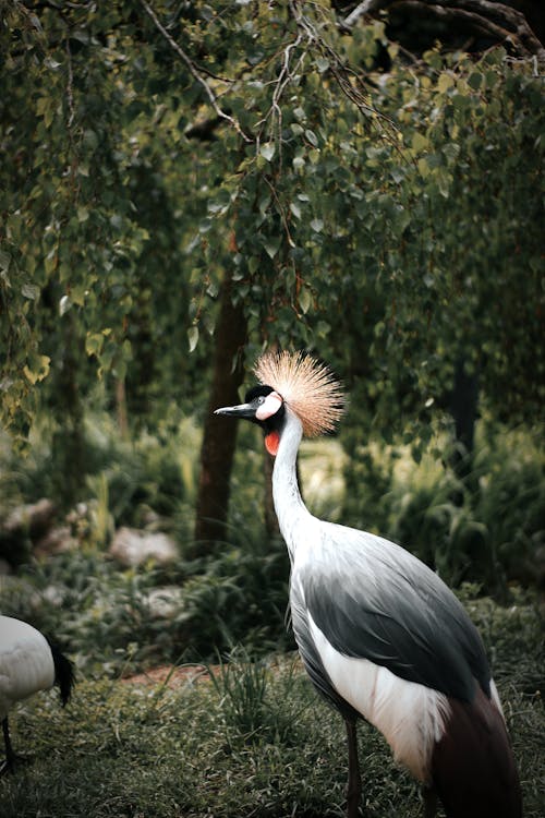 Foto profissional grátis de animais selvagens, animal, árvore