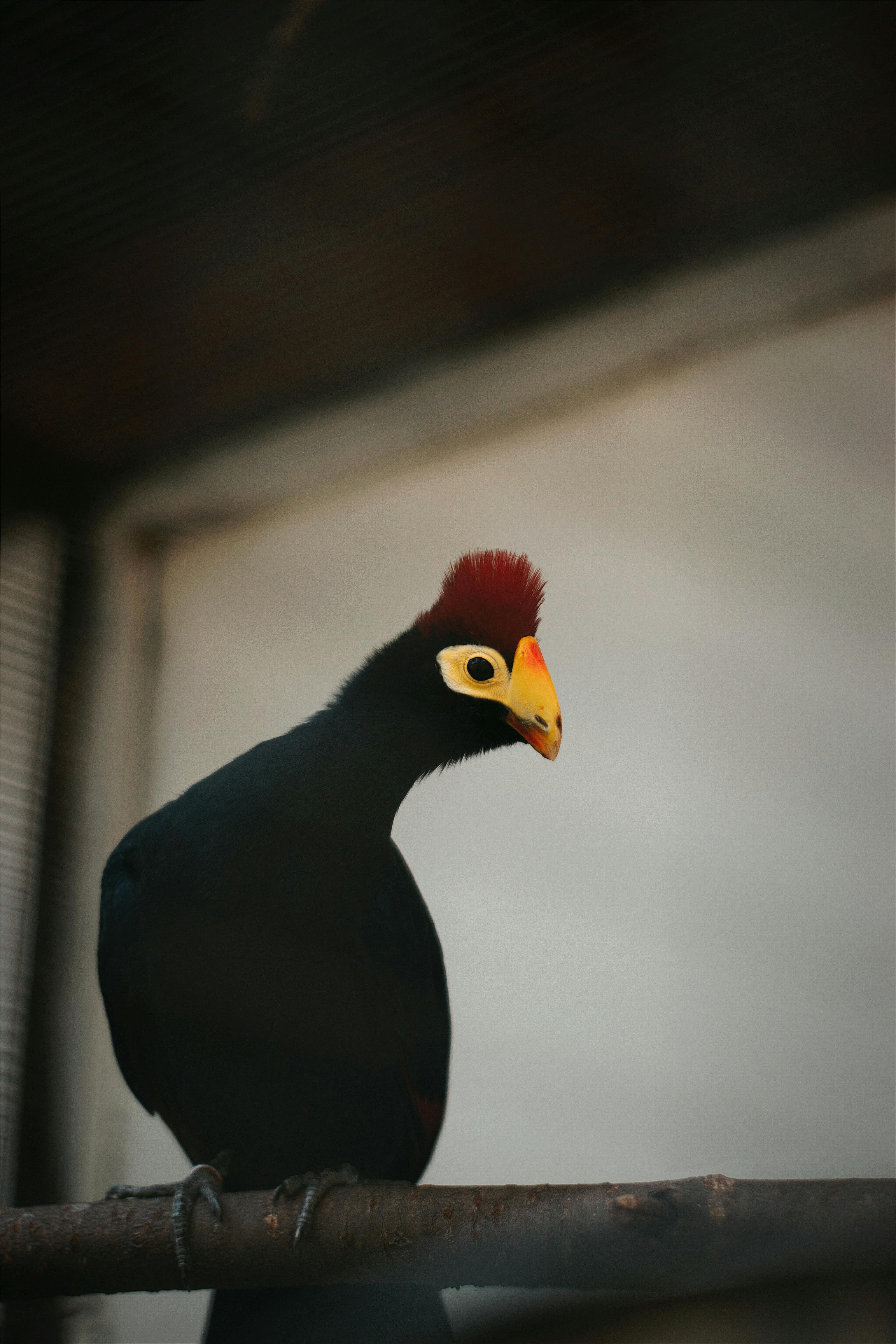 clsoe up of a ross turaco in the zoo