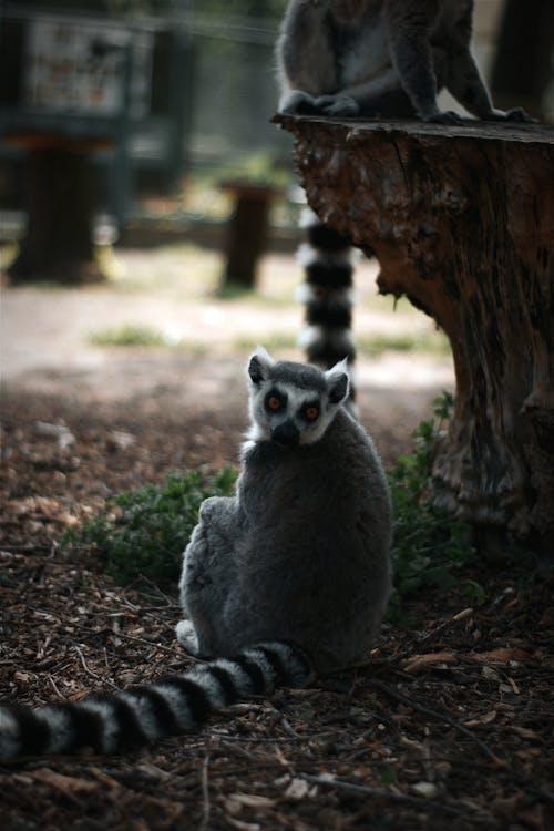Free Ring-tailed Lemurs in the Zoo  Stock Photo