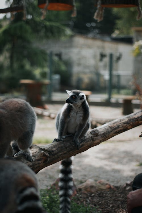 Free Ring-tailed Lemurs in the Zoo  Stock Photo