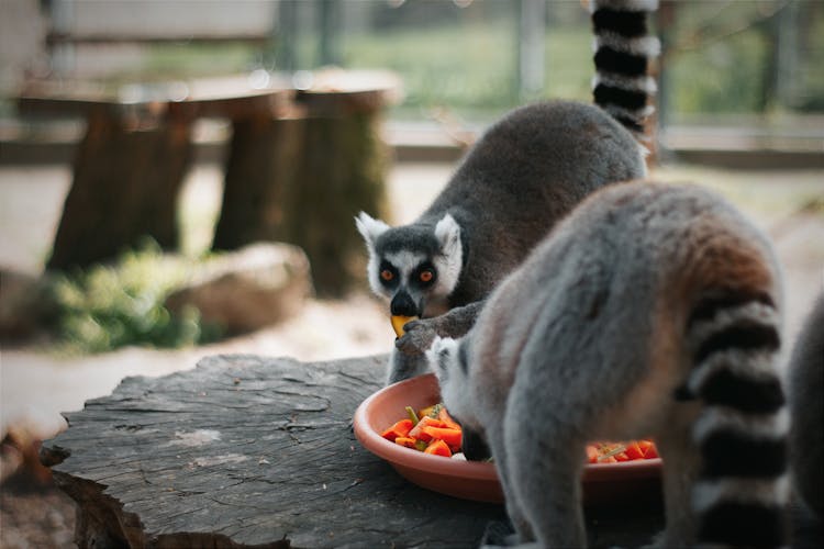 Lemurs Eating Food From Plate