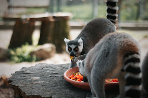 Free Lemurs Eating Food from Plate Stock Photo
