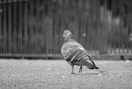 Monochrome close-up of a pigeon on pavement, capturing urban solitude.