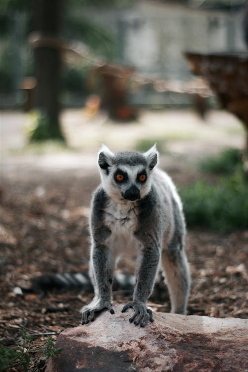 Free A Ring-tailed Lemur in the Zoo  Stock Photo