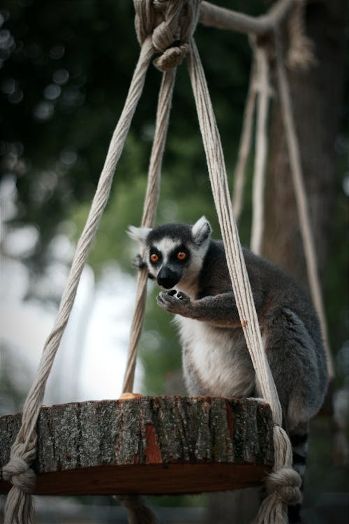 Free A Ring-tailed Lemur in the Zoo  Stock Photo