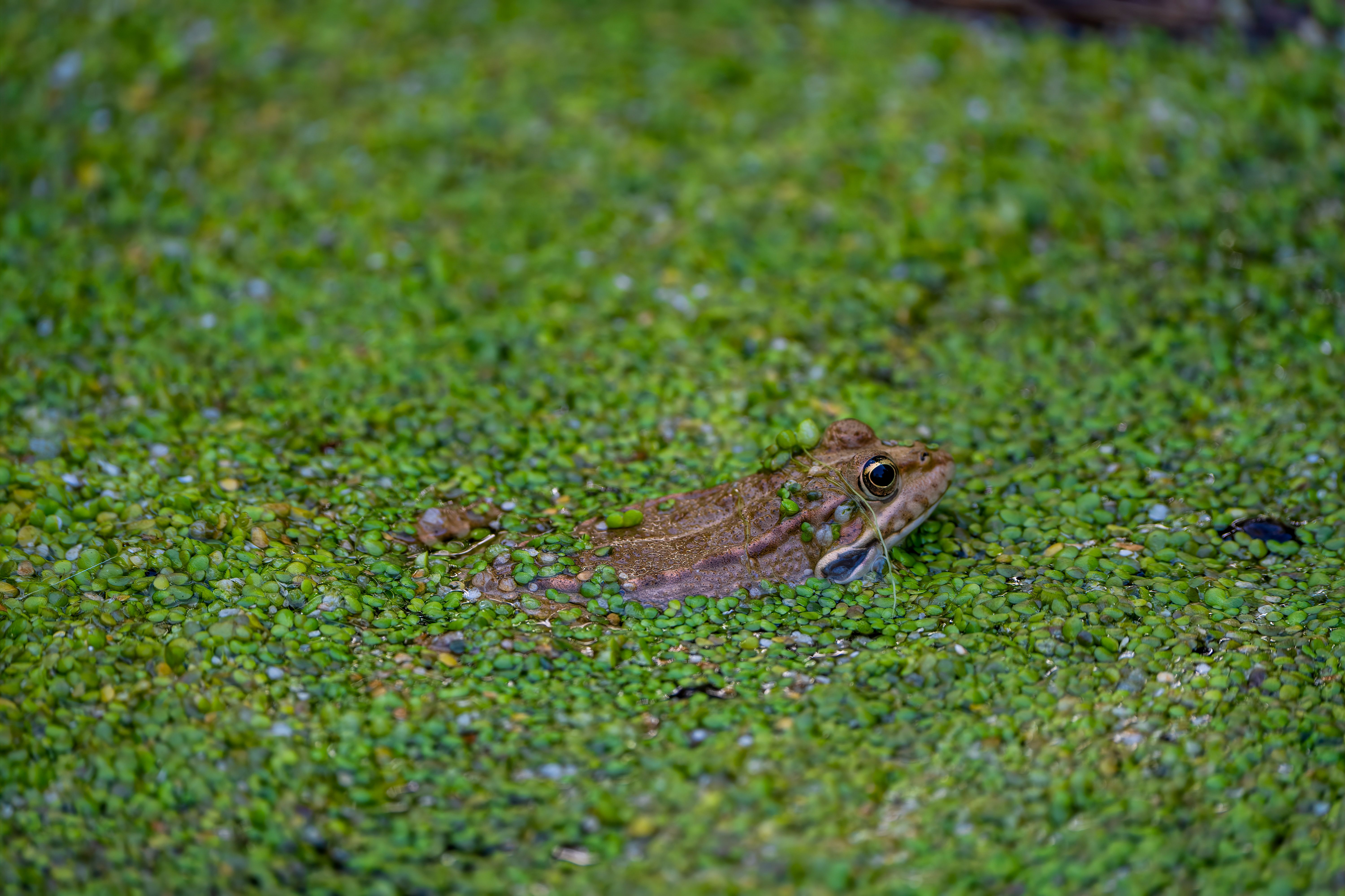 Camouflage Owl Photos, Download The BEST Free Camouflage Owl Stock