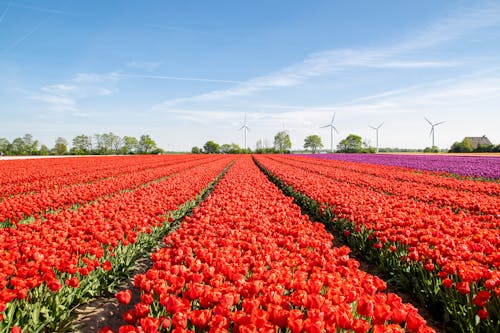 Red Tulips on a Field 