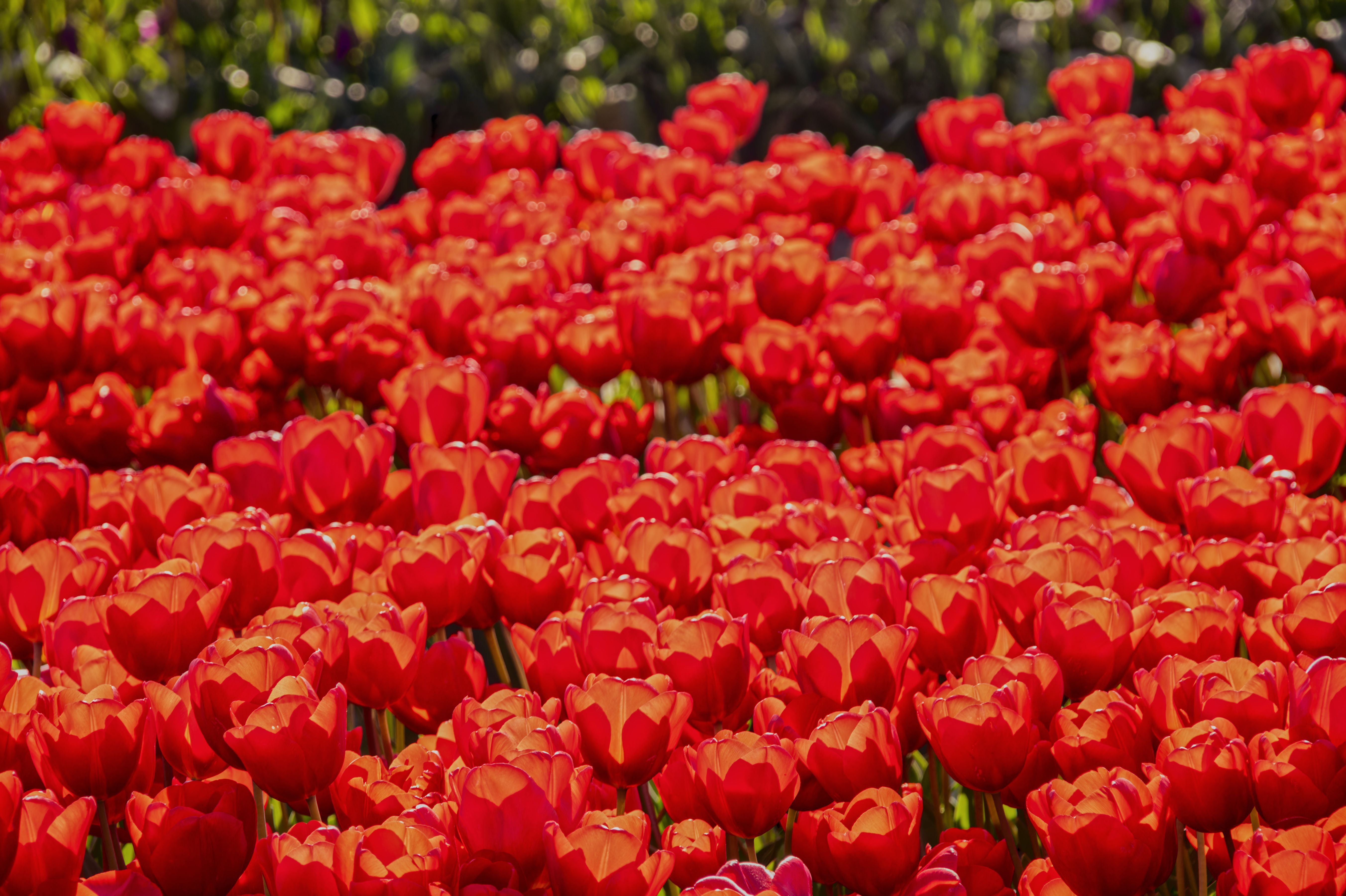A field of red tulips in bloom · Free Stock Photo