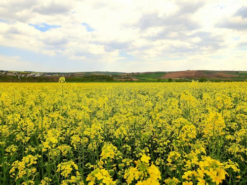 Free stock photo of beautiful nature, beauty of nature, flower field