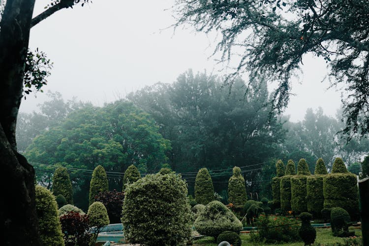 Fog Over Green Trees