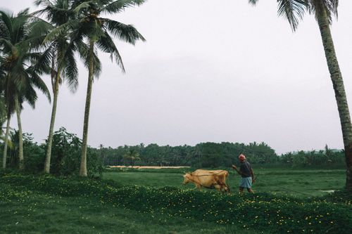 Free A farmer guides a cow through a lush, tropical landscape under palm trees on a summer day. Stock Photo