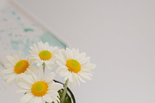 Gratis stockfoto met bloemblaadjes, bloemen, detailopname