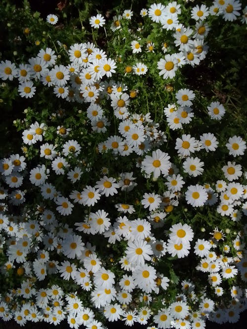 Fotos de stock gratuitas de crecimiento, floreciente, flores silvestres blancas
