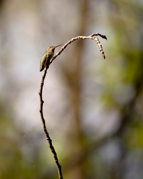 Hummingbird on Branch