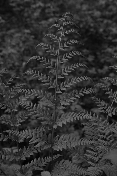 Fern in Black and White