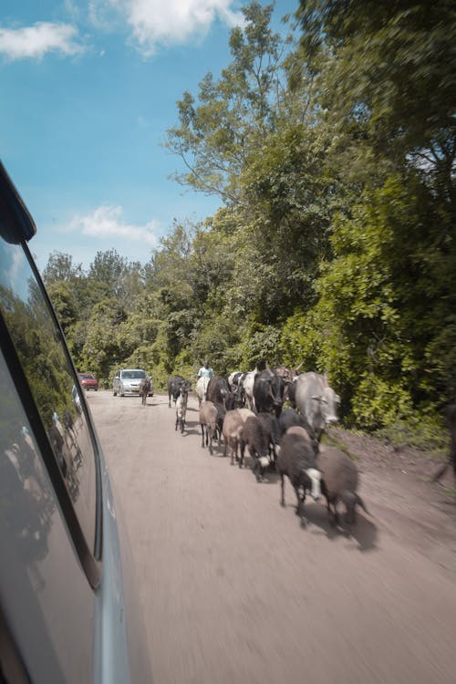 Ingyenes stockfotó chickmanglur, coolfilter, fényképszerkesztés témában