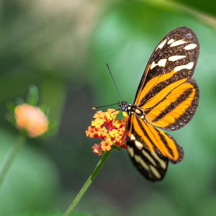 Heliconia butterfly on a Lantana flower