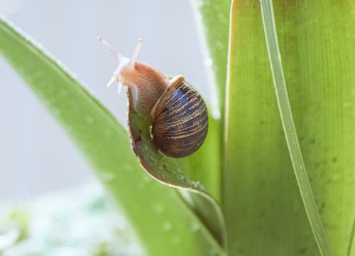 Snail on Leaves 