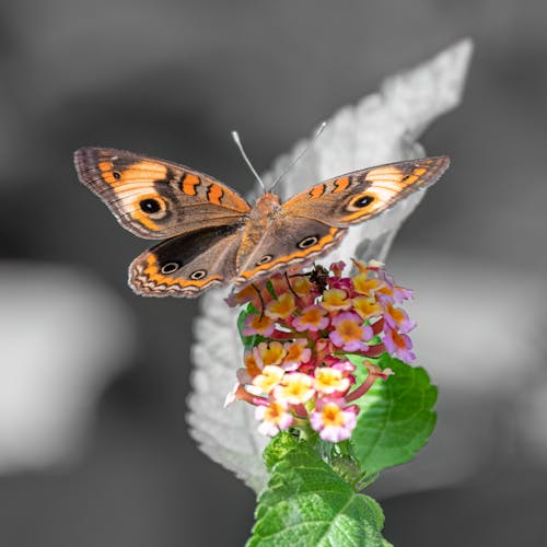 Butterfly on a flower with grey background