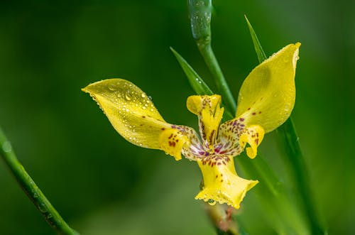 Raindrops on Yellow, Exotic Flower