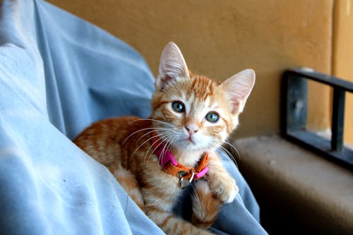 Foto stok gratis anak kucing, binatang, fotografi hewan peliharaan