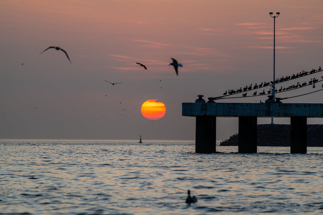 Birds Flying near Pier on Shore at Sunset