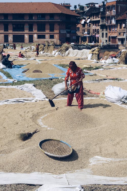 Female Farmer Threshing Grain