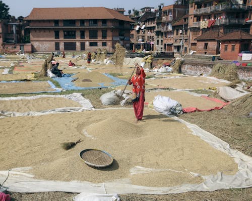 Woman Threshing Grain Outdoors