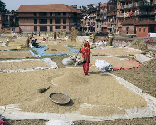 Free Women in a rural town prepare and dry rice on tarps outdoors, depicting traditional farming methods. Stock Photo