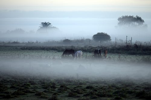 Horses Grazing at a Foggy Morning