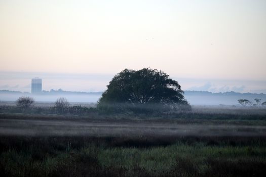 Serene misty morning landscape featuring a lone tree shrouded in fog.