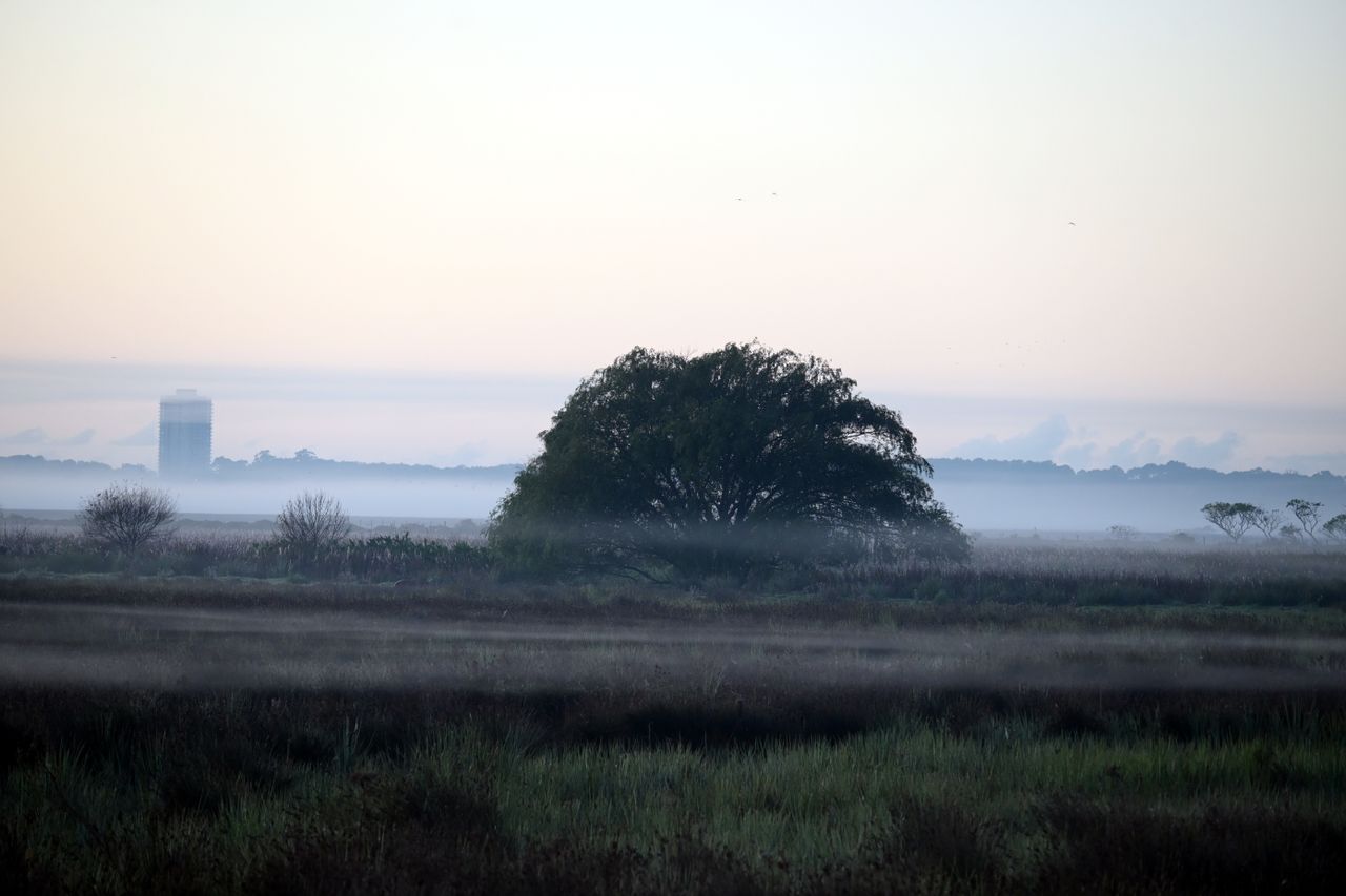 serene misty morning landscape featuring a lone tree shrouded in fog