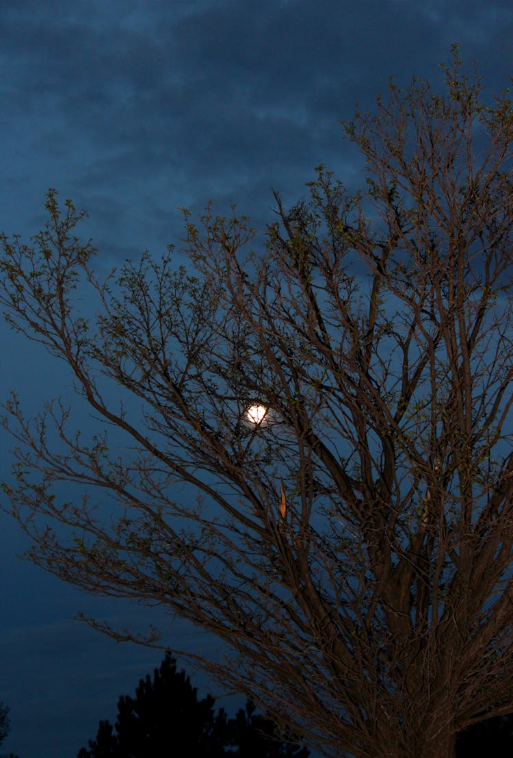 Moon Glowing Through Tree Branches At Night