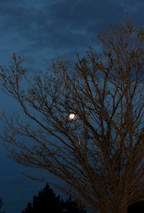 Free Moon Glowing through Tree Branches at Night Stock Photo