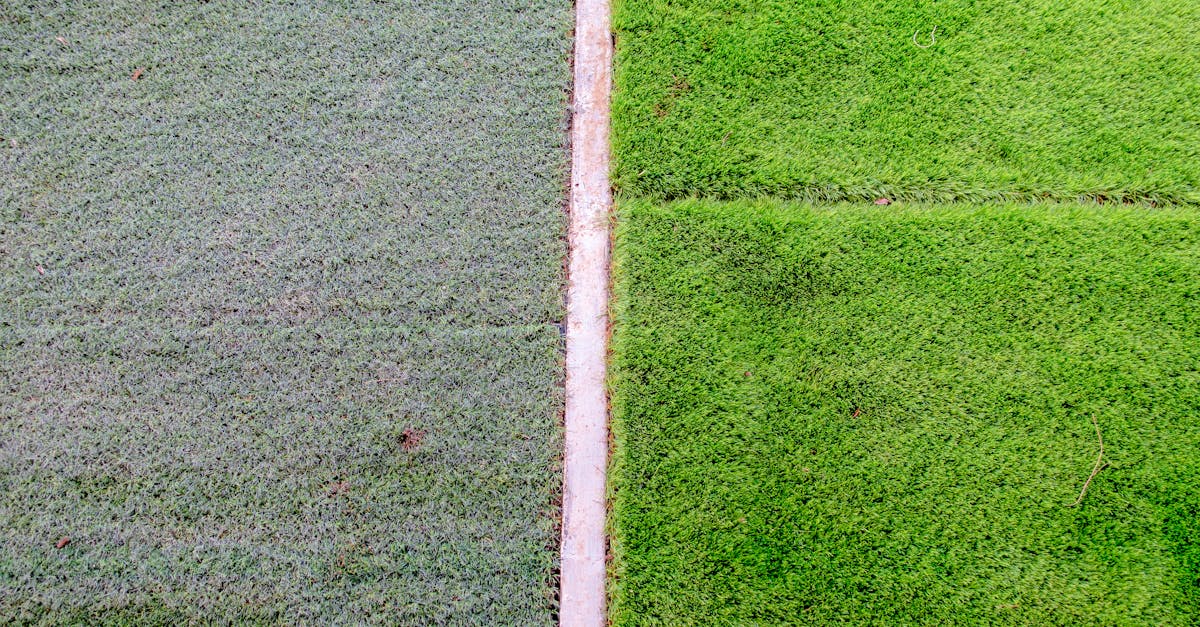 Free stock photo of The grass is greener on the other side