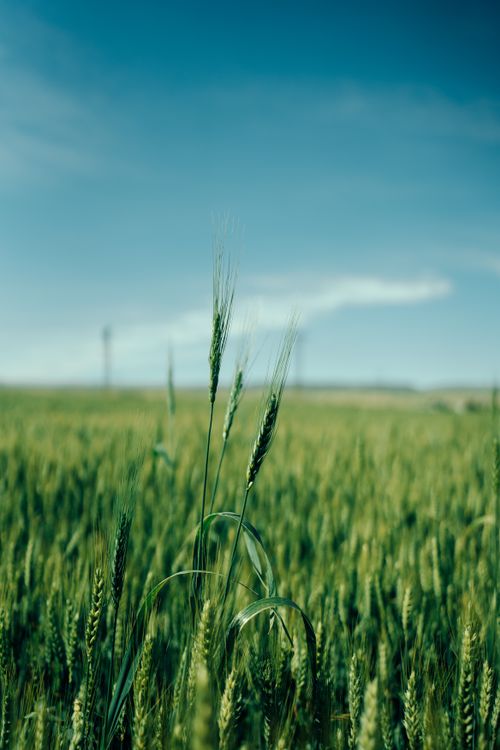 Free A serene view of a green wheat field under a clear blue sky in the countryside during summer. Stock Photo
