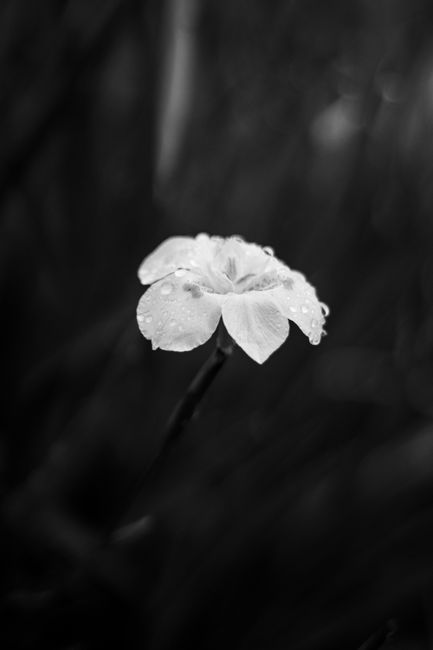 A striking black and white closeup of a delicate flower with dew drops glistening on its petals.