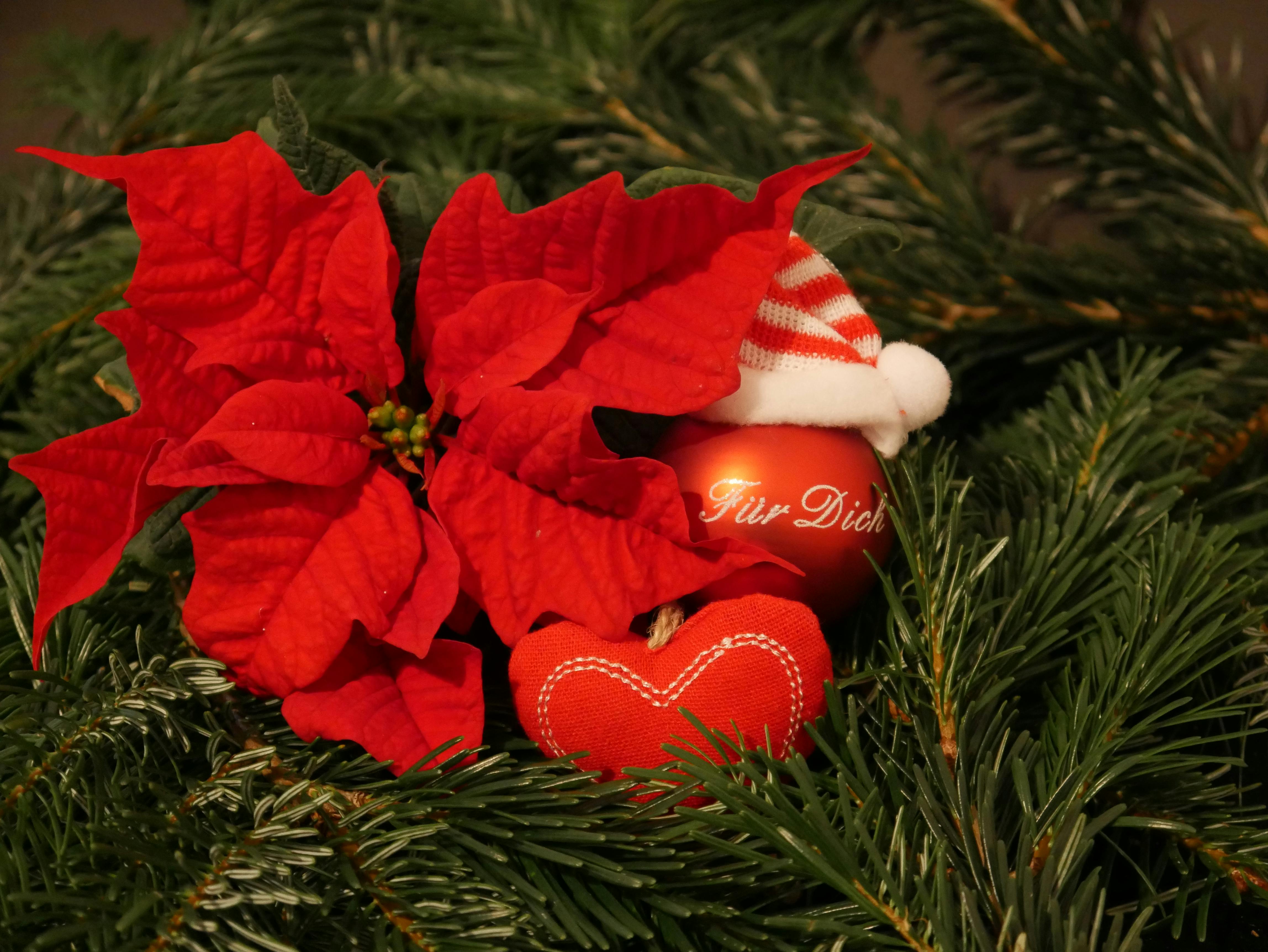 Photo Gratuite De Amour étoile De Noël Fond Décran De Noël